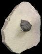 Pseudocryphaeus (Cryphina) Trilobite #39836-2
